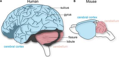 Shaping Diversity Into the Brain’s Form and Function